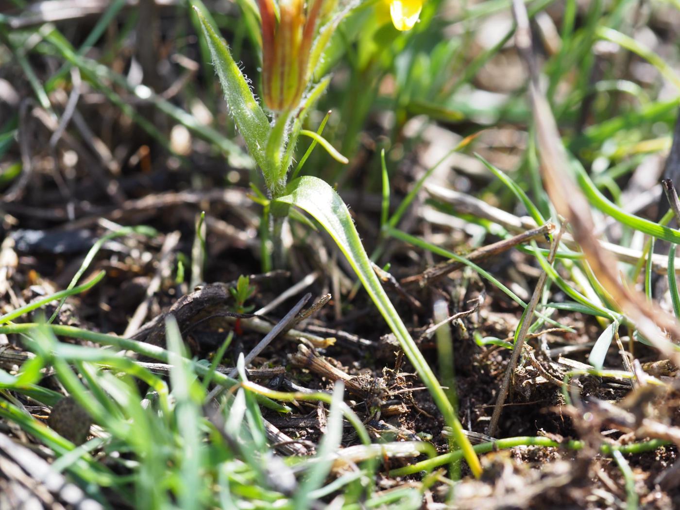 Star-of-Behlehem, Early leaf